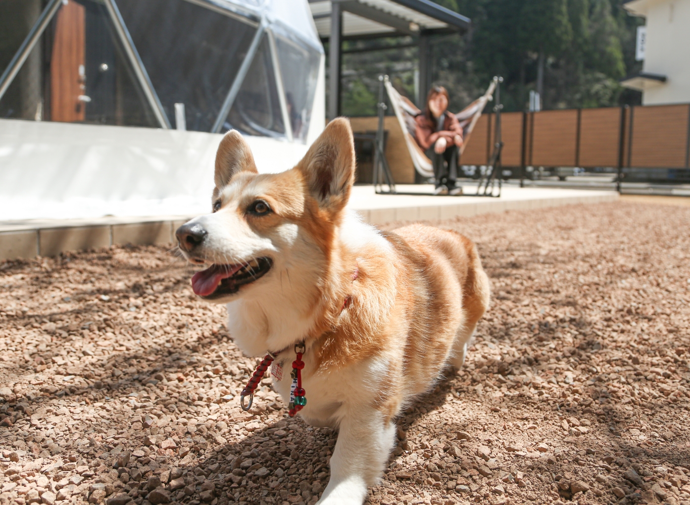 ドッグランを走る犬のイメージ