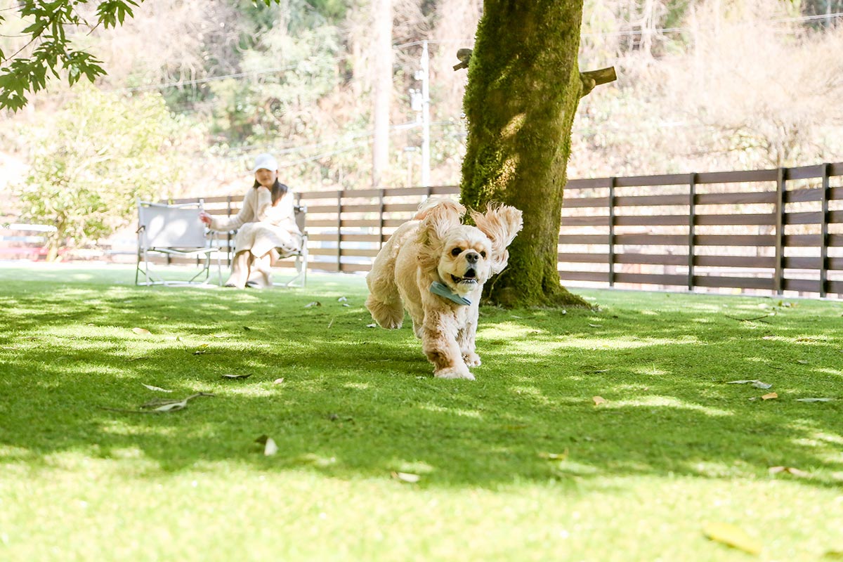 ルポの森のドッグラン画像