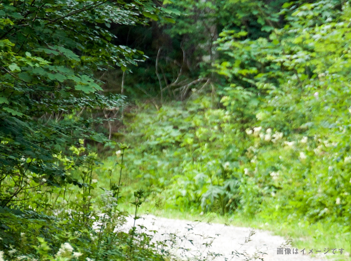 山の散策のイメージ