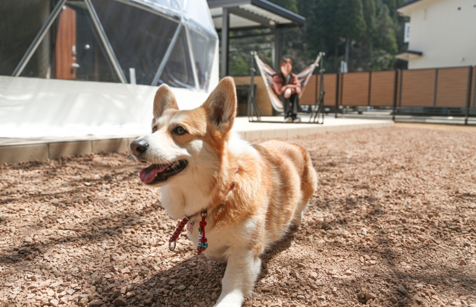 グランピングペットと泊まれるエイシア1棟のメインイメージ写真