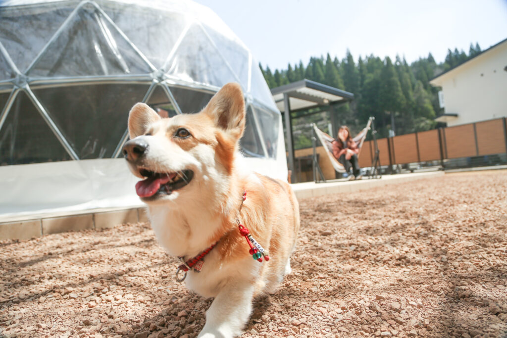 【お知らせ】グランピングドーム「凜2」がペット同伴可能なドームに！