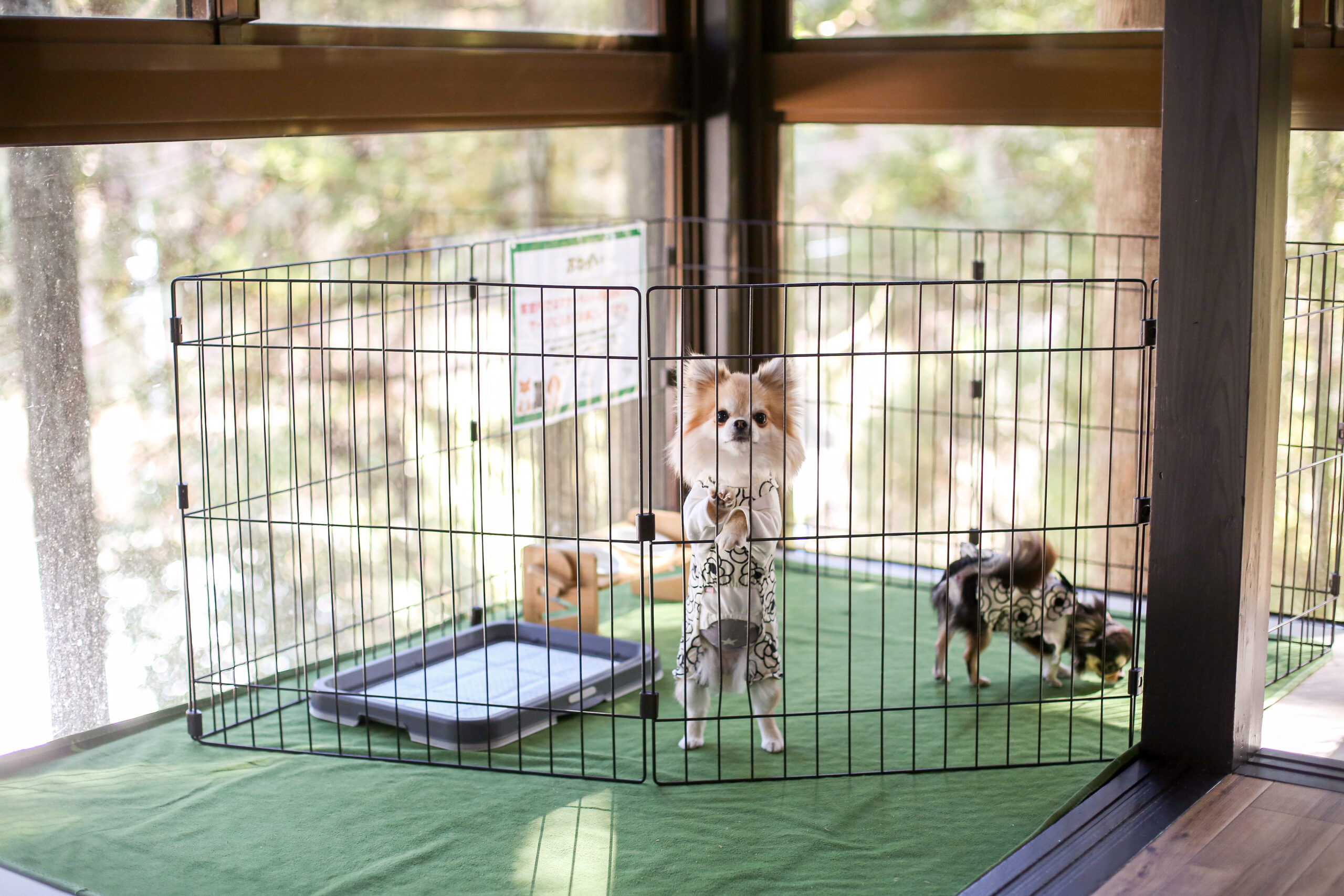 ペット同伴和洋室10畳の部屋のイメージ