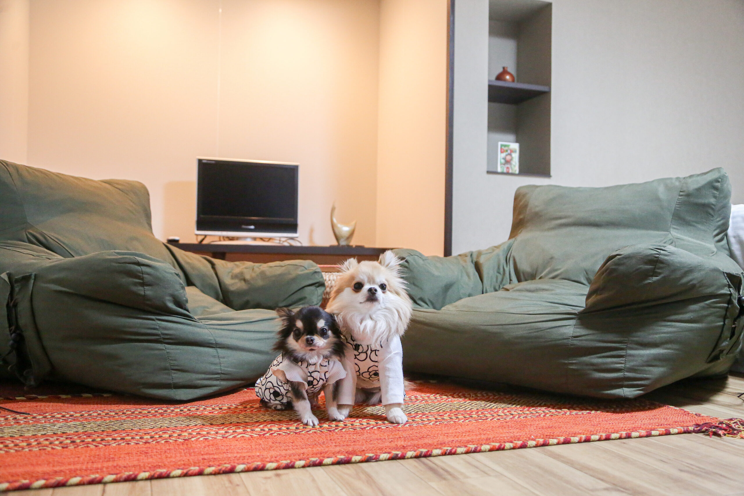 ペット同伴和洋室10畳の部屋のイメージ