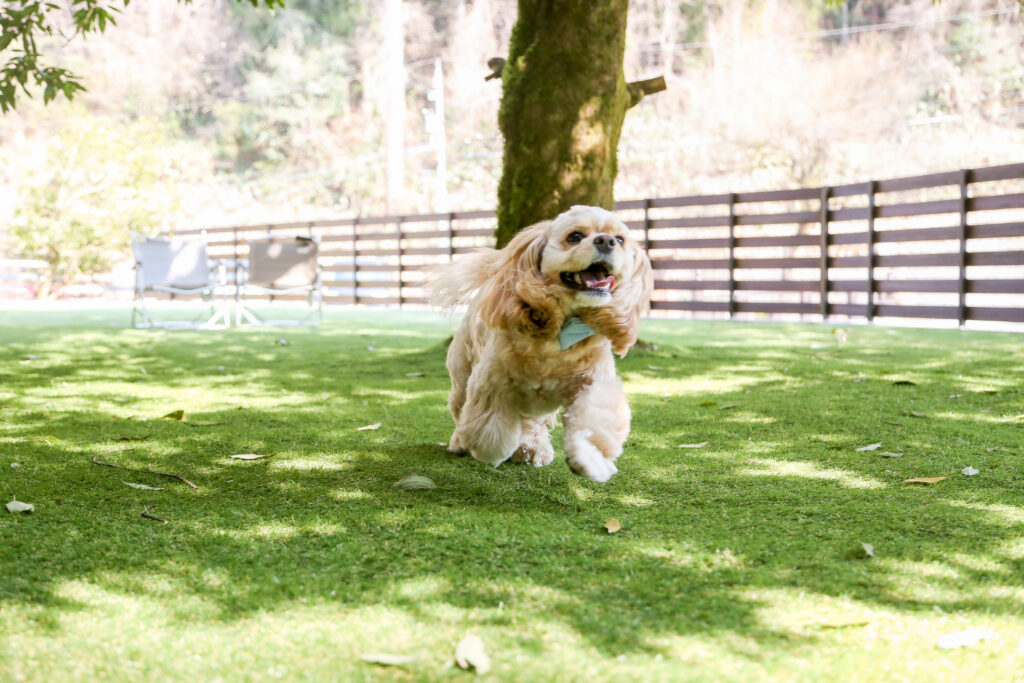 ドッグランOPEN！